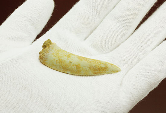 白亜紀後期の古代魚エンコダスの歯化石。記憶に残る顔面は必見。（その2）