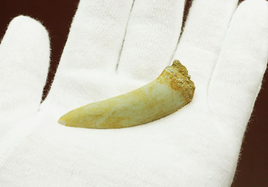 白亜紀後期の古代魚エンコダスの歯化石。記憶に残る顔面は必見。（その3）