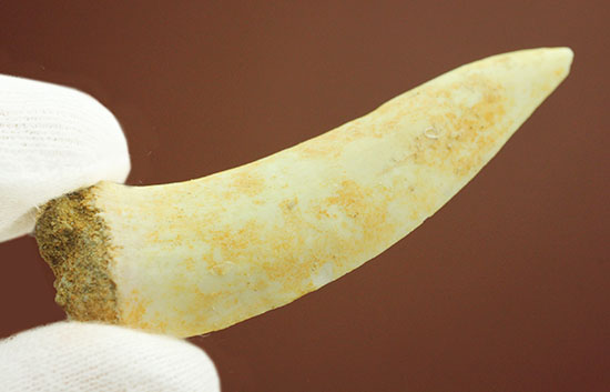 白亜紀後期の古代魚エンコダスの歯化石。記憶に残る顔面は必見。（その6）
