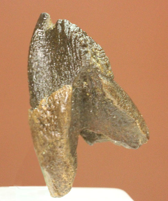 ダブルルートを有する、コレクショングレードのトリケラトプスの歯化石（その3）