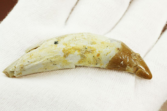 希少な原始クジラ「ドルドン」の前側の歯根付き歯化石（その10）
