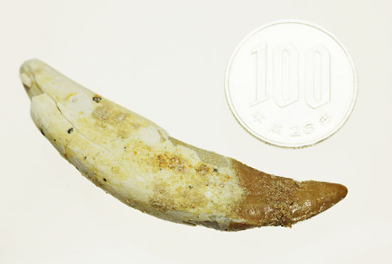 希少な原始クジラ「ドルドン」の前側の歯根付き歯化石（その12）