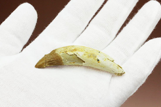 希少な原始クジラ「ドルドン」の前側の歯根付き歯化石（その3）