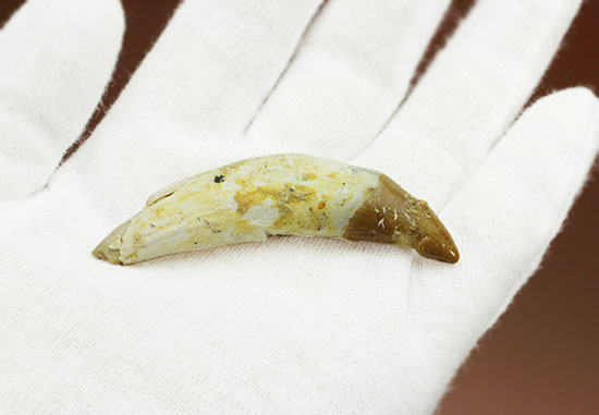 希少な原始クジラ「ドルドン」の前側の歯根付き歯化石（その4）