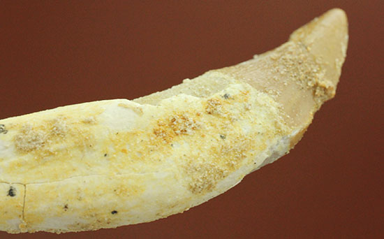 希少な原始クジラ「ドルドン」の前側の歯根付き歯化石（その5）
