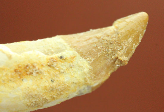 希少な原始クジラ「ドルドン」の前側の歯根付き歯化石（その6）