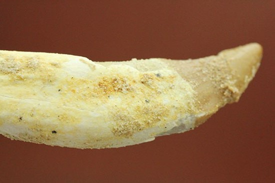 希少な原始クジラ「ドルドン」の前側の歯根付き歯化石（その7）