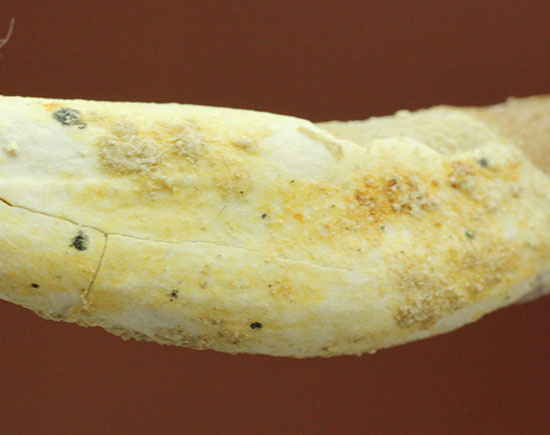 希少な原始クジラ「ドルドン」の前側の歯根付き歯化石（その8）