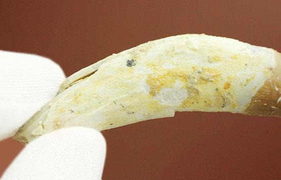 希少な原始クジラ「ドルドン」の前側の歯根付き歯化石（その9）