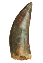 ロングカーブ計測８センチオーバー、カルカロドントサウルスの鋭く伸びやかな歯化石