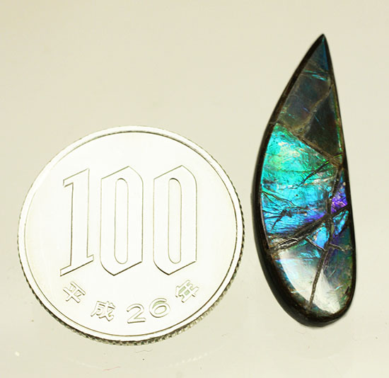 青、緑、紫・・・刻々と変化する色を楽しめる、しずく型のカナダアルバータ州産アンモライト(Ammolite)(その11)
