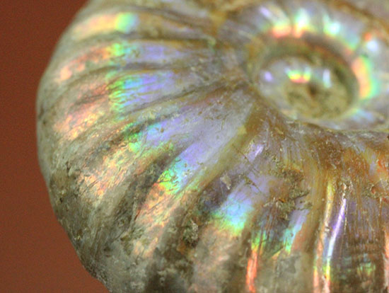 虹色に輝くマダガスカル産光るアンモナイト（その2）