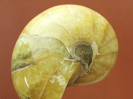 連結細管クッキリ！珍しい色合い、クリーム色が柔らかな印象のオウムガイ化石(Nautilus)（その1）