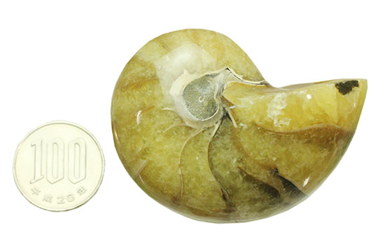 連結細管クッキリ！珍しい色合い、クリーム色が柔らかな印象のオウムガイ化石(Nautilus)（その11）