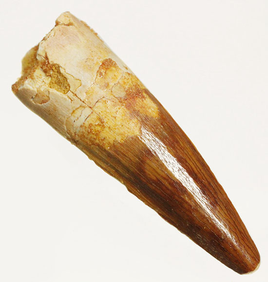 抜群の保存状態を保つスピノサウルスの歯化石（その1）