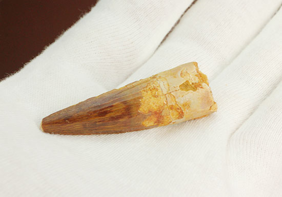 抜群の保存状態を保つスピノサウルスの歯化石(その10)