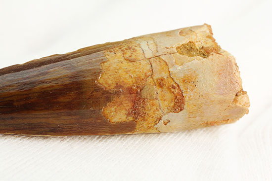 抜群の保存状態を保つスピノサウルスの歯化石(その12)
