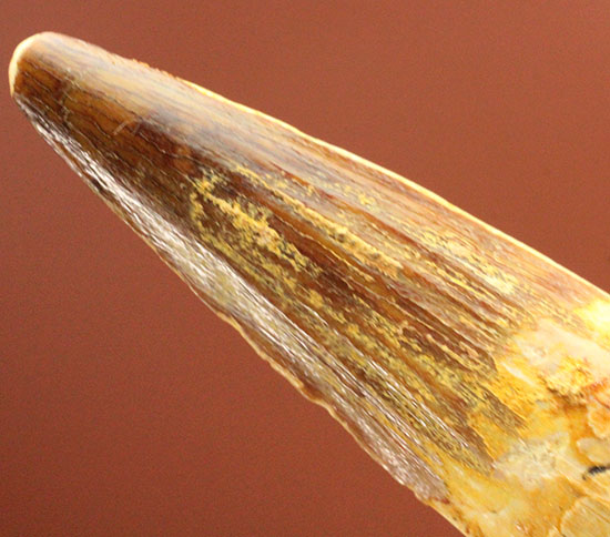 抜群の保存状態を保つスピノサウルスの歯化石(その3)
