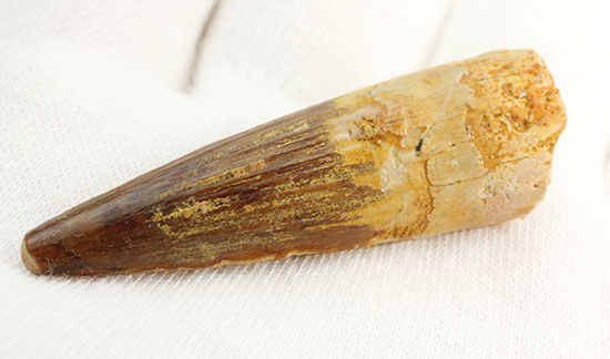 抜群の保存状態を保つスピノサウルスの歯化石(その6)