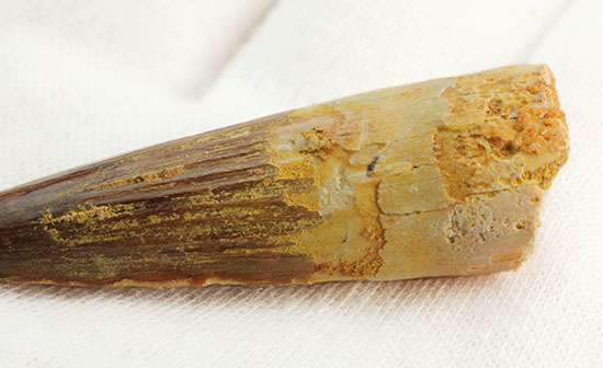 抜群の保存状態を保つスピノサウルスの歯化石(その9)