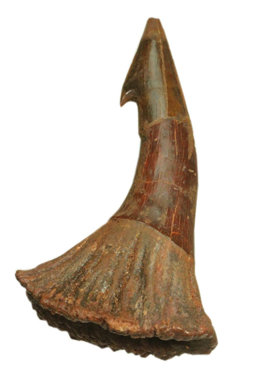 「返し」が欠けることなく保存。白亜紀に生きたノコギリエイ（Onchopristis）の歯化石（その1）