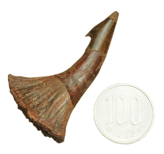 「返し」が欠けることなく保存。白亜紀に生きたノコギリエイ（Onchopristis）の歯化石（その11）