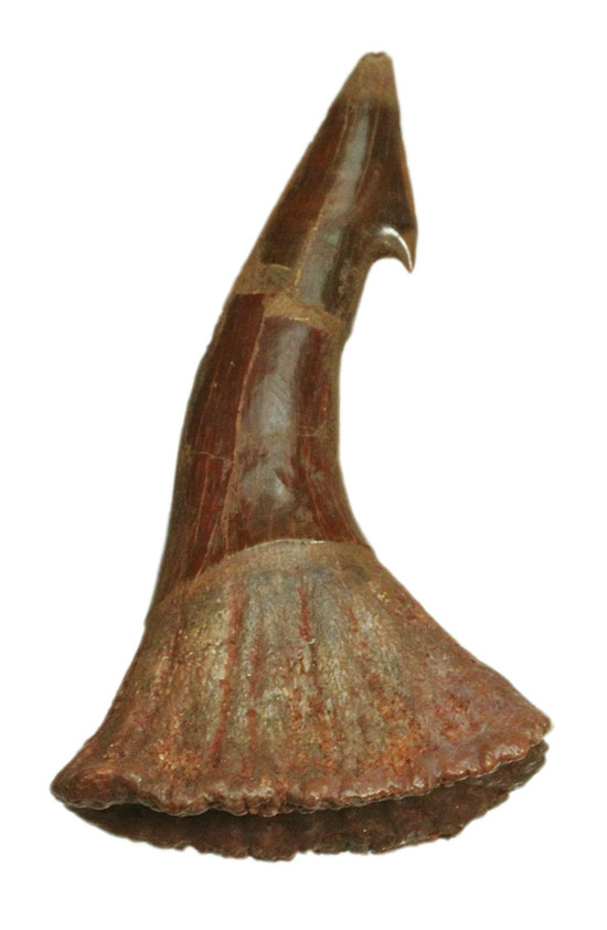 「返し」が欠けることなく保存。白亜紀に生きたノコギリエイ（Onchopristis）の歯化石（その2）