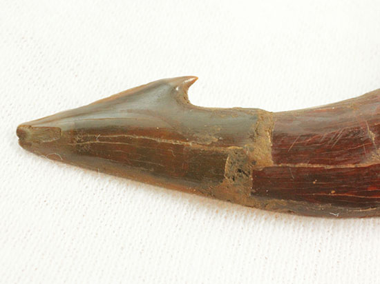 「返し」が欠けることなく保存。白亜紀に生きたノコギリエイ（Onchopristis）の歯化石（その4）