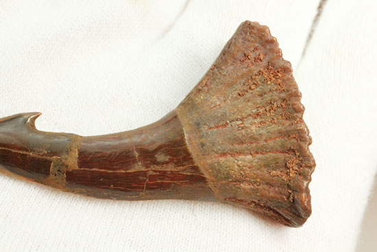 「返し」が欠けることなく保存。白亜紀に生きたノコギリエイ（Onchopristis）の歯化石（その5）