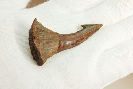 「返し」が欠けることなく保存。白亜紀に生きたノコギリエイ（Onchopristis）の歯化石（その6）
