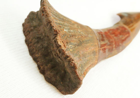 「返し」が欠けることなく保存。白亜紀に生きたノコギリエイ（Onchopristis）の歯化石（その7）