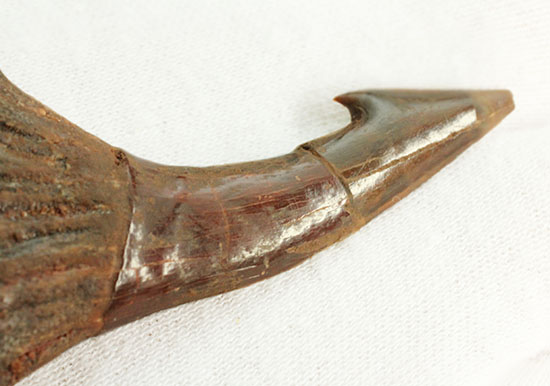 「返し」が欠けることなく保存。白亜紀に生きたノコギリエイ（Onchopristis）の歯化石（その8）