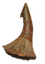 「返し」が欠けることなく保存。白亜紀に生きたノコギリエイ（Onchopristis）の歯化石