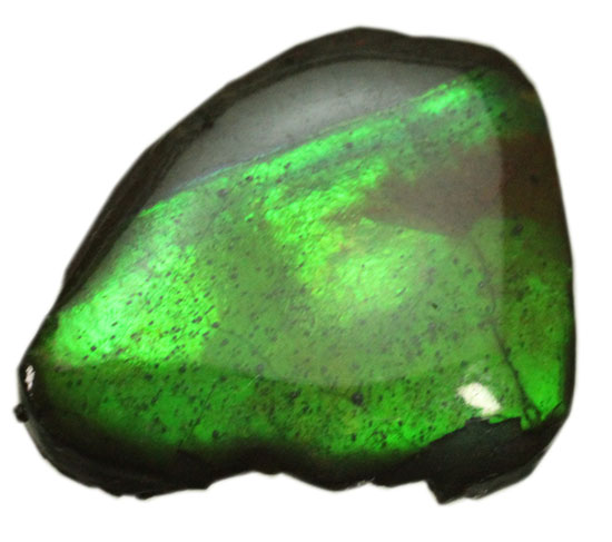 濃い緑色！カナダアルバータ州産アンモライト(Ammolite)（その2）