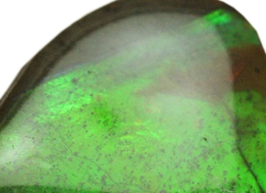 濃い緑色!カナダアルバータ州産アンモライト(Ammolite)(その3)