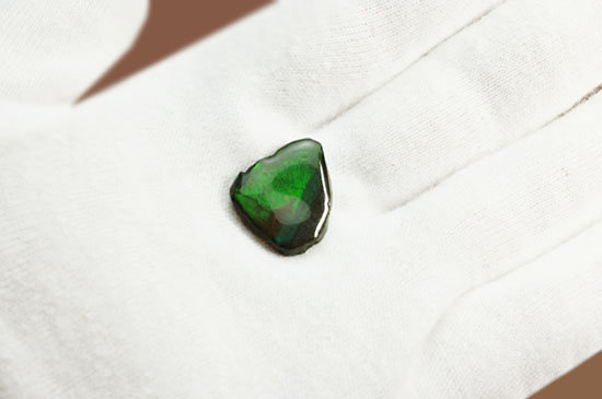 濃い緑色！カナダアルバータ州産アンモライト(Ammolite)（その4）