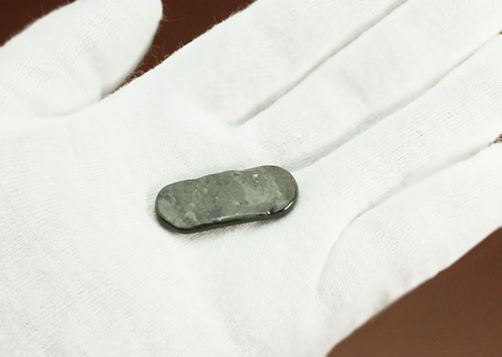丸みを帯びた青色アンモライト、白亜紀カナダアルバータ州産(Ammolite)(その6)