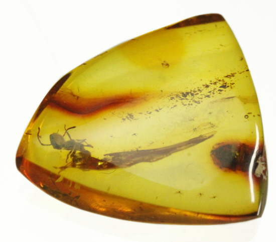 クッキリ鮮明にアリを確認できます。虫入り琥珀、バルト海産(Amber)/新生代（6500万年前 -- 現在）【ot839】