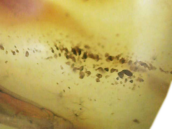 クッキリ鮮明にアリを確認できます。虫入り琥珀、バルト海産(Amber)(その11)