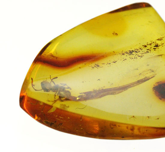 クッキリ鮮明にアリを確認できます。虫入り琥珀、バルト海産(Amber)(その12)