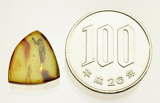 クッキリ鮮明にアリを確認できます。虫入り琥珀、バルト海産(Amber)(その13)