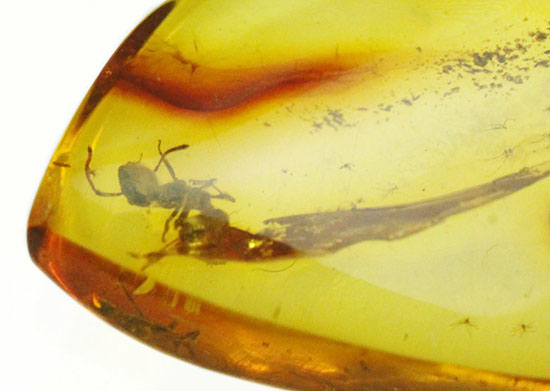 クッキリ鮮明にアリを確認できます。虫入り琥珀、バルト海産(Amber)(その2)