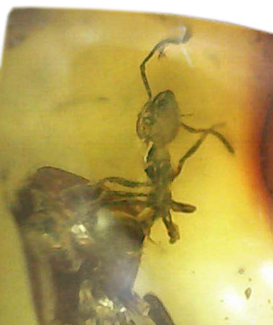 クッキリ鮮明にアリを確認できます。虫入り琥珀、バルト海産(Amber)(その3)