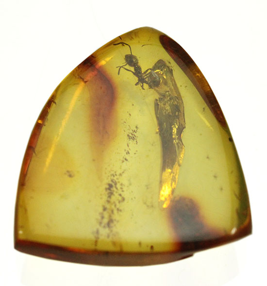 クッキリ鮮明にアリを確認できます。虫入り琥珀、バルト海産(Amber)(その8)