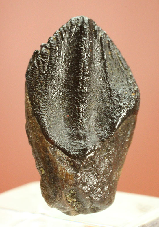 ナイスフォルム！歯冠のトップが見事に保存された、トリケラトプスの歯 