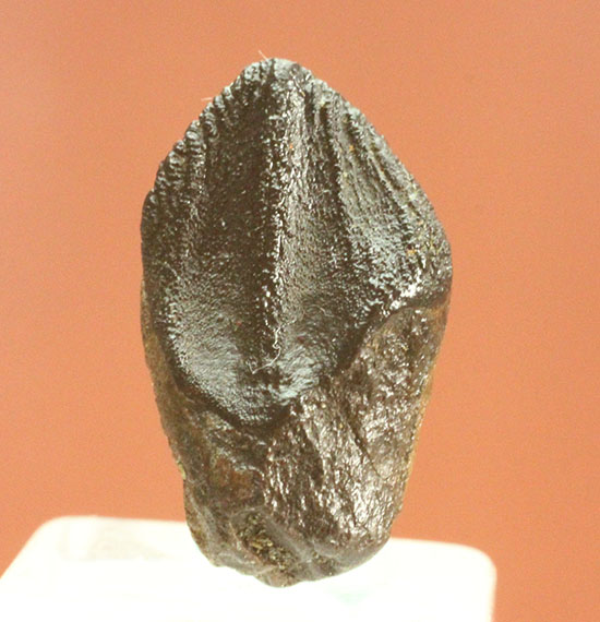 ナイスフォルム！歯冠のトップが見事に保存された、トリケラトプスの歯化石(Triceratops horridus)（その14）