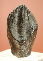 ナイスフォルム！歯冠のトップが見事に保存された、トリケラトプスの歯化石(Triceratops horridus)