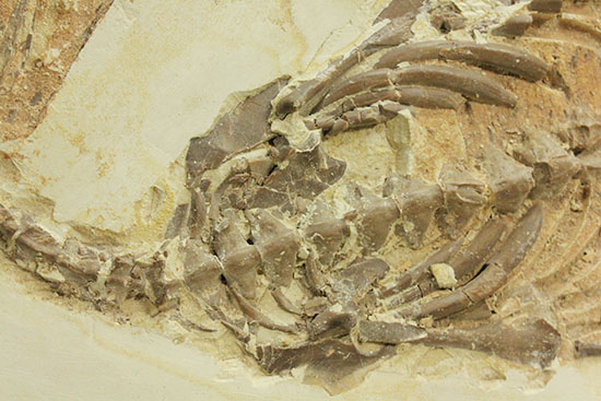 個人コレクションの最高峰の一つ、メソサウルスの良質標本。（その10）
