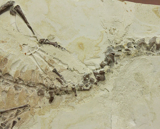 個人コレクションの最高峰の一つ、メソサウルスの良質標本。（その15）