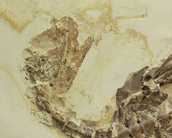個人コレクションの最高峰の一つ、メソサウルスの良質標本。（その9）